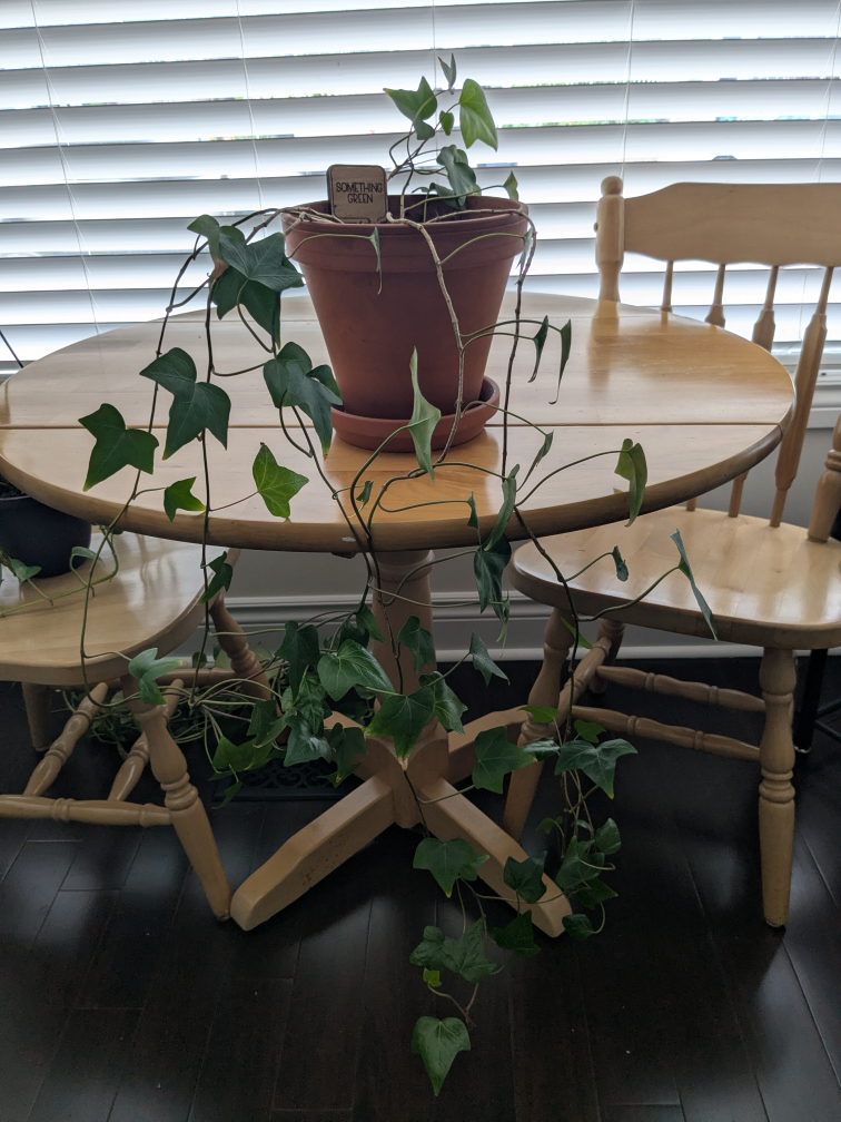 Potted English Ivy Plant - photo 2