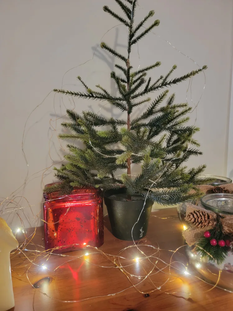 Miniature Christmas Tree with glass pot image indicator(3)