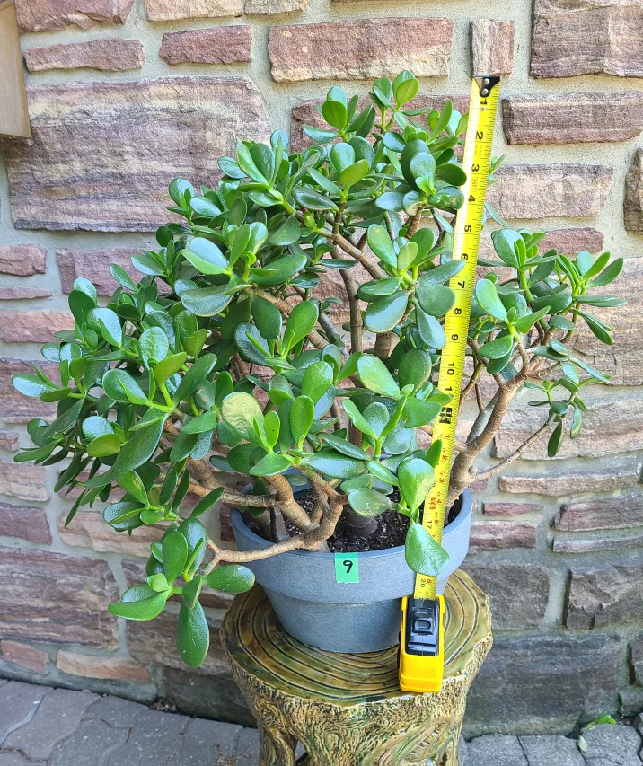 Large Jade Plant #9 image indicator(4)