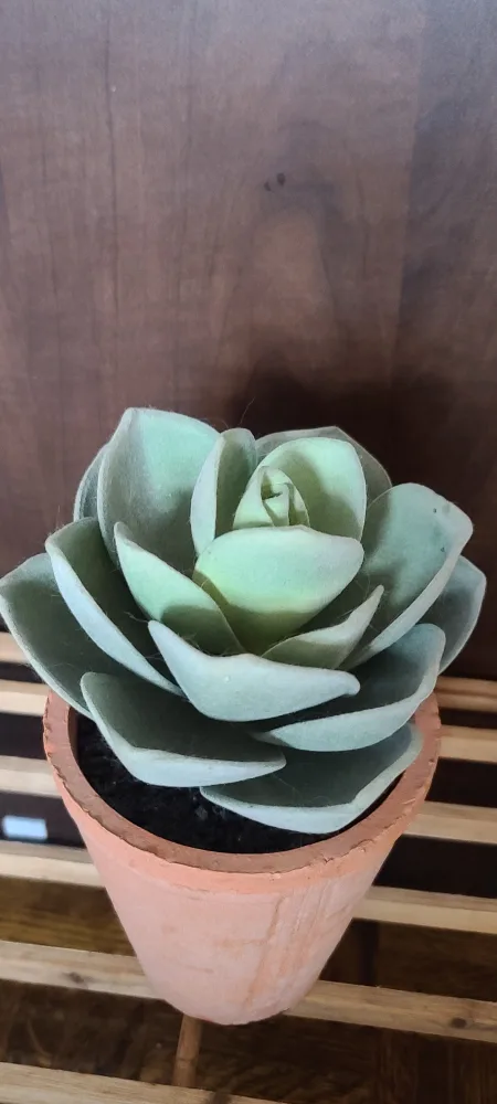 Artificial Succulent Plant image indicator(3)