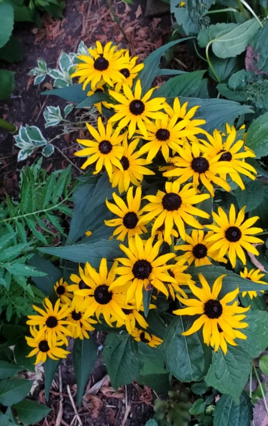 Black-eyed Susan image indicator(2)