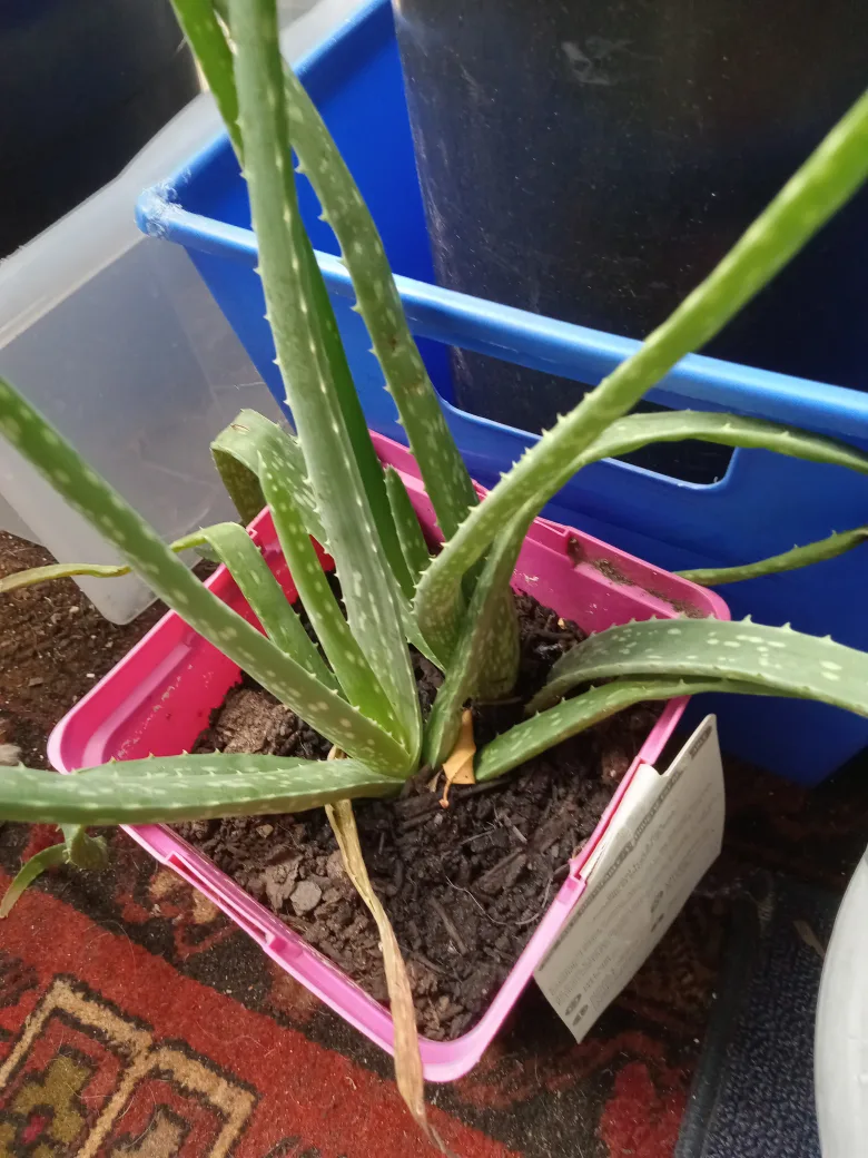 Aloe Vera Plant in Pink Pot image indicator(2)