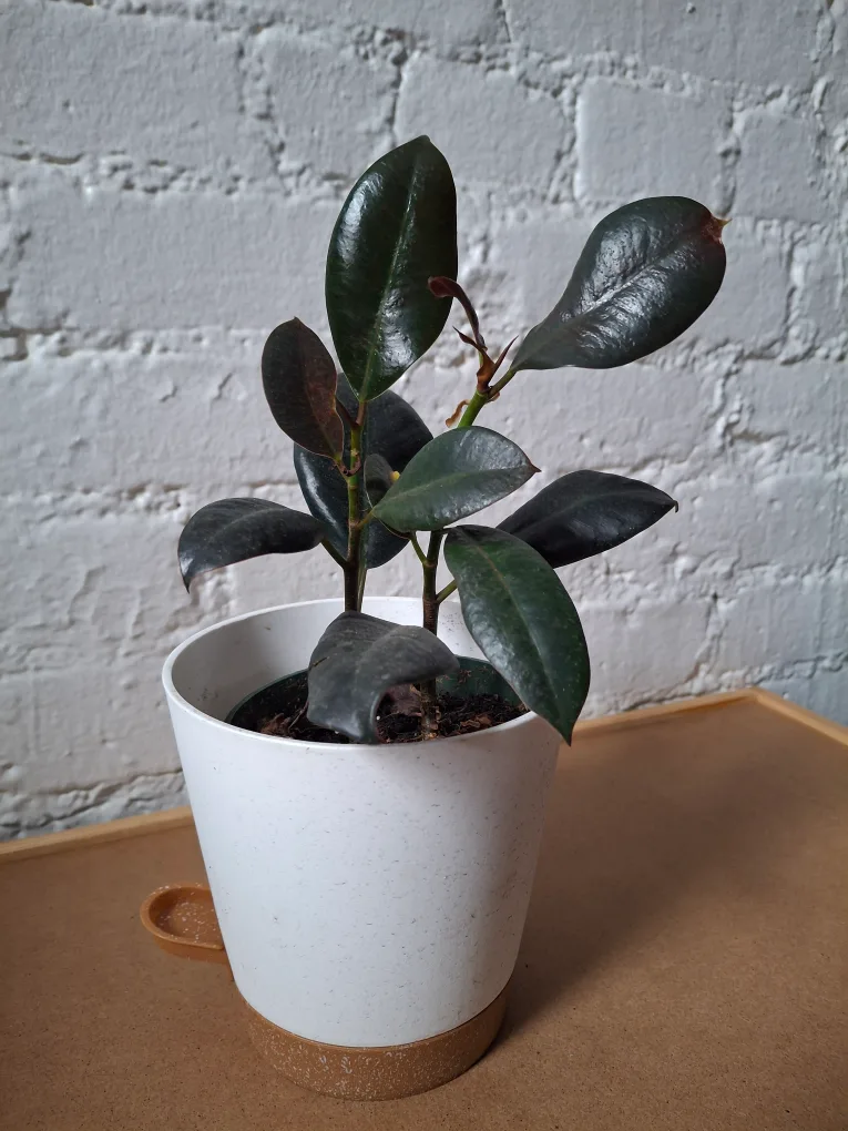 Live Ficus Elastica Plant in White Pot thumbnail