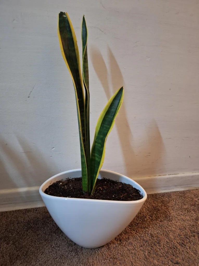 Snake Plant in White Pot thumbnail