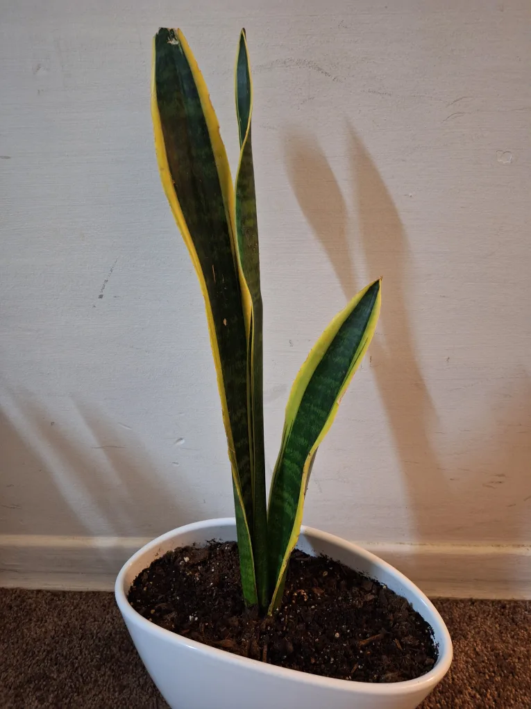 Snake Plant in White Pot image indicator(2)