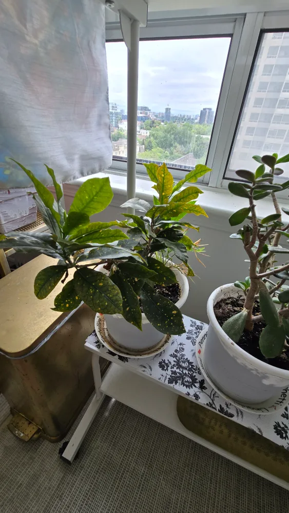 Potted Croton Plant image indicator(2)