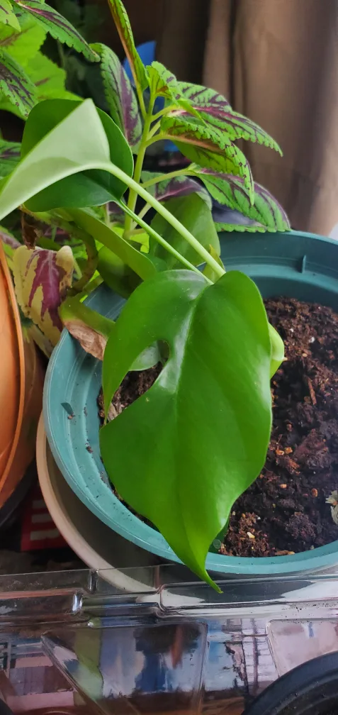 Monstera Adansonii Plant image indicator(3)