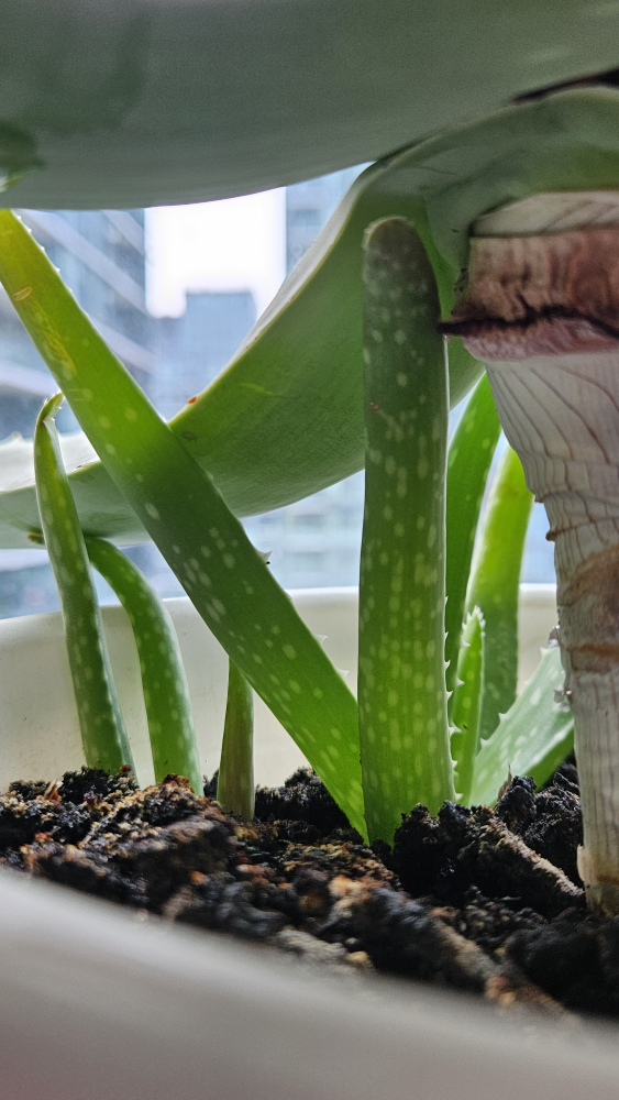 Aloe Vera Plant Pups