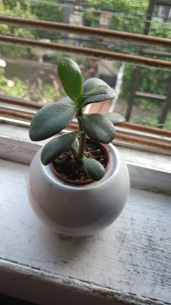 Jade Plant in White Round Pot