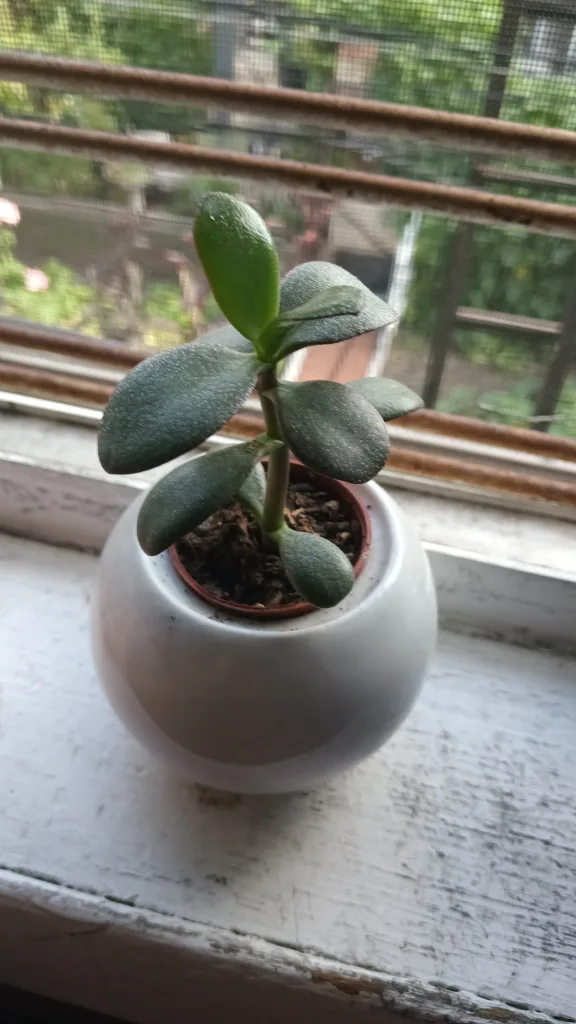 Jade Plant in White Round Pot
