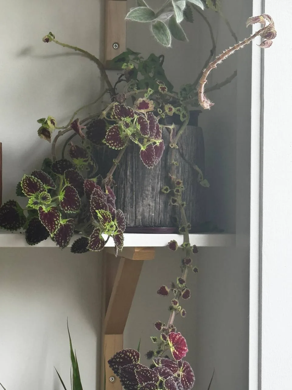 Potted Coleus Plant thumbnail