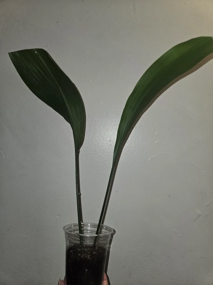 Cast Iron Plant in Cup✨️🪓⚒️🪴 image indicator(2)