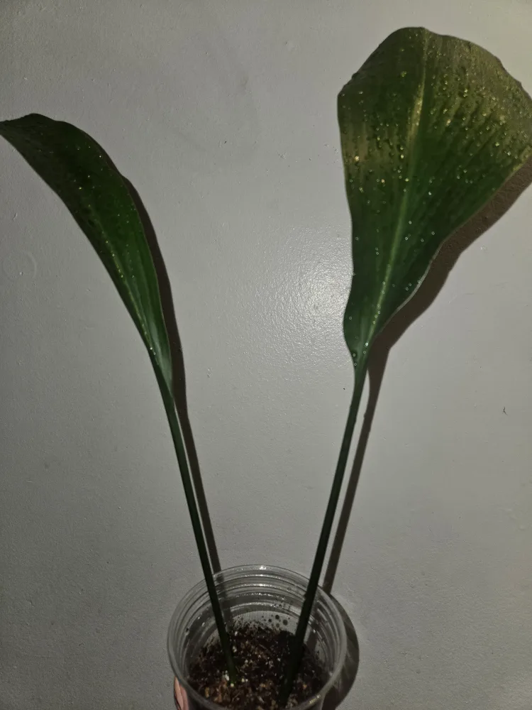 Cast Iron Plant in Cup✨️🪓⚒️🪴 image indicator(3)