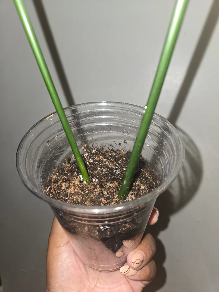 Cast Iron Plant in Cup✨️🪓⚒️🪴 image indicator(4)