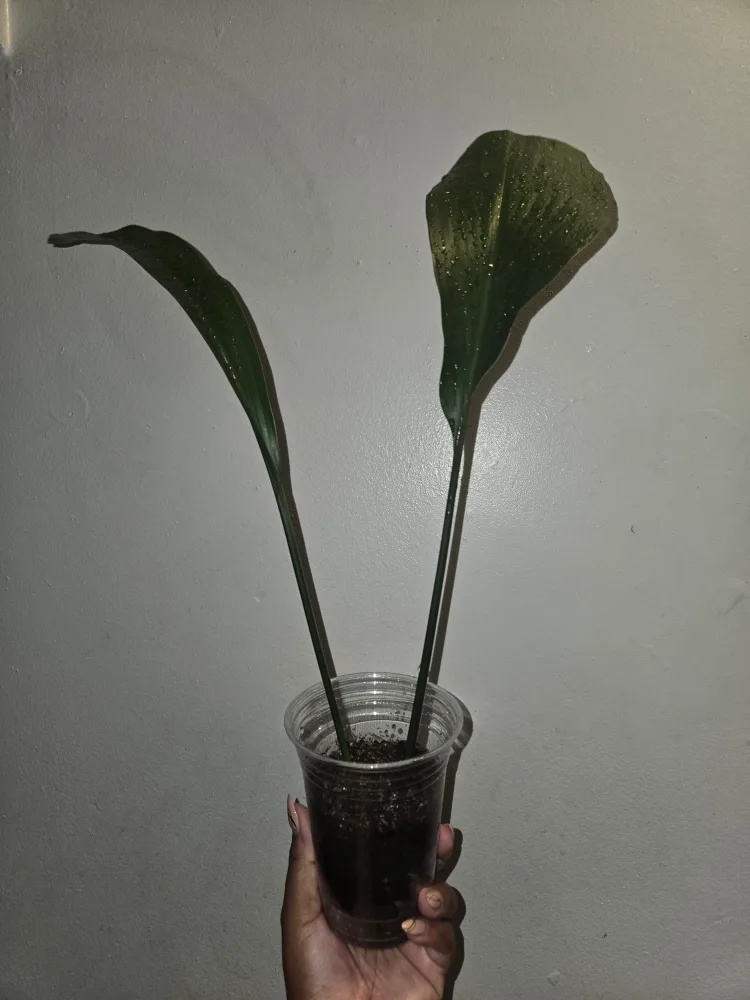 Cast Iron Plant in Cup✨️🪓⚒️🪴 image indicator(5)