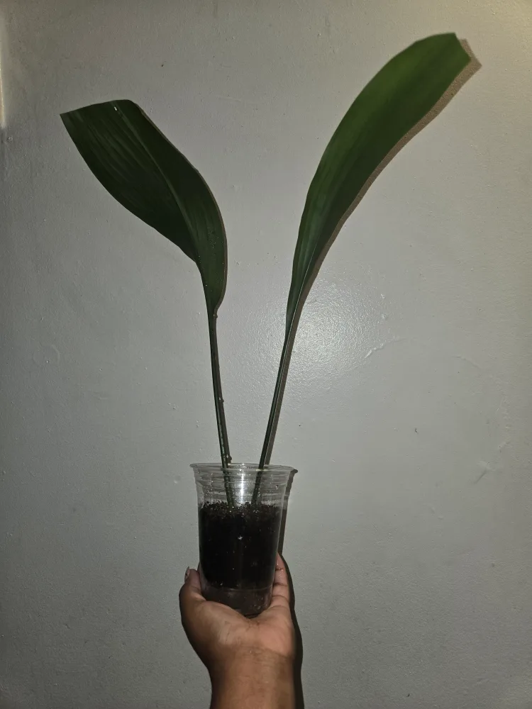 Cast Iron Plant in Cup✨️🪓⚒️🪴 image indicator(6)