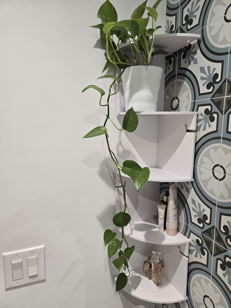 Beautiful Hanging Pothos Plant