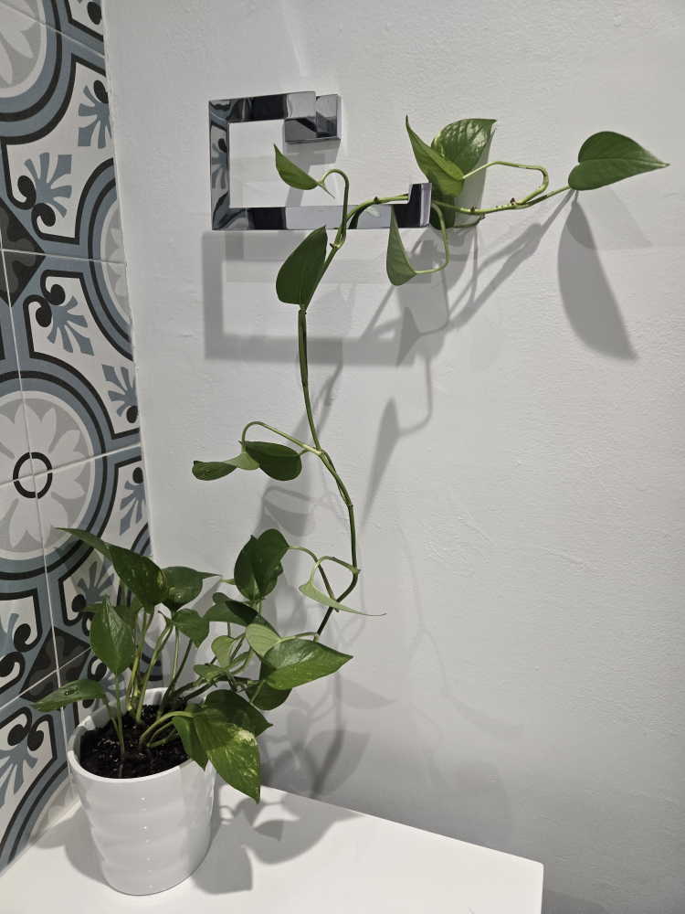 Beautiful Hanging Pothos Plant - photo 2