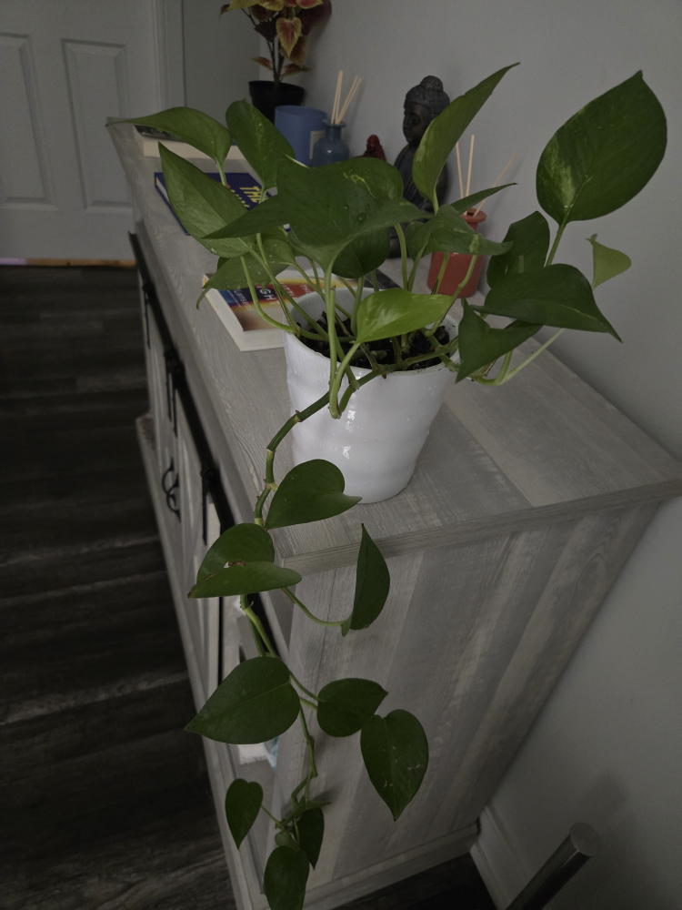 Beautiful Hanging Pothos Plant - photo 3