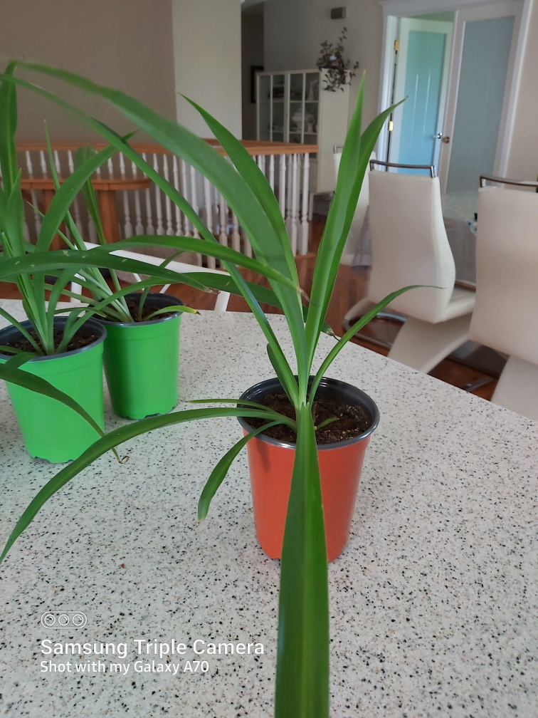 Potted Spider Plant