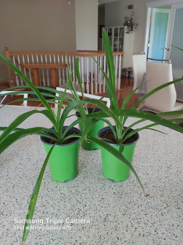 Potted Spider Plant - photo 4