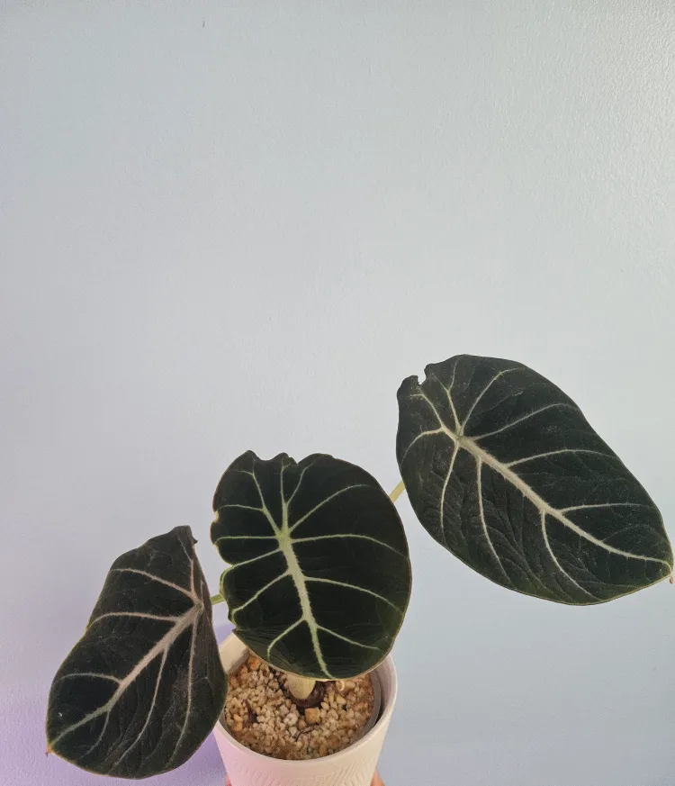 Alocasia Black Velvet Plant thumbnail