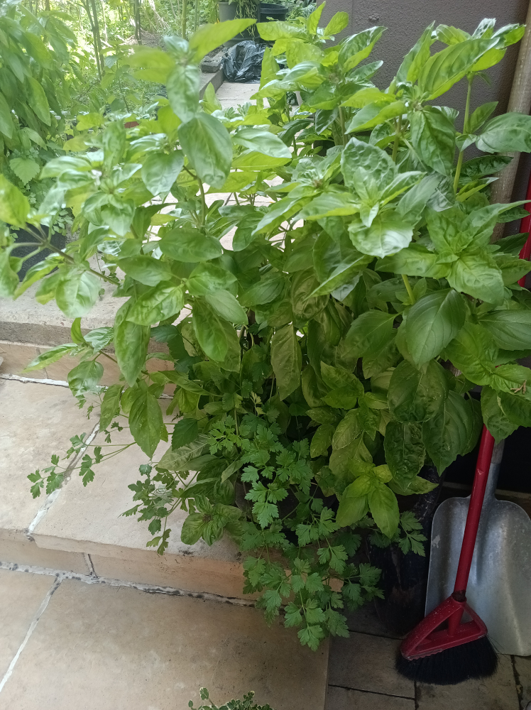 mature basil pot - photo 3