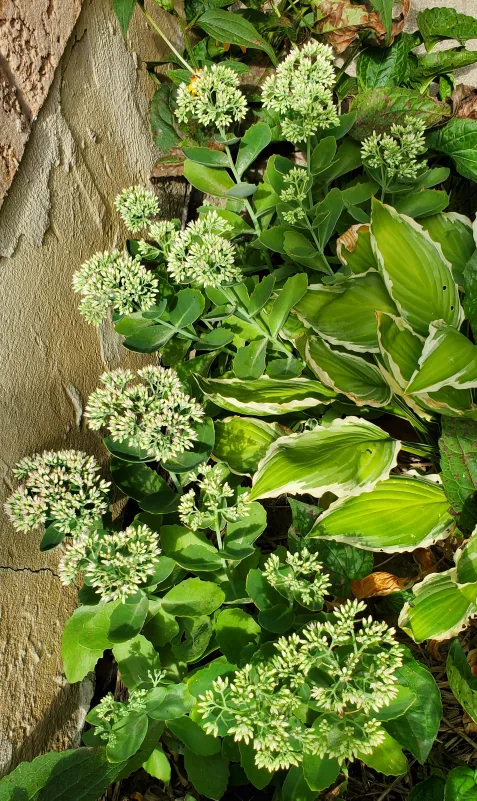 Sedum image indicator(4)