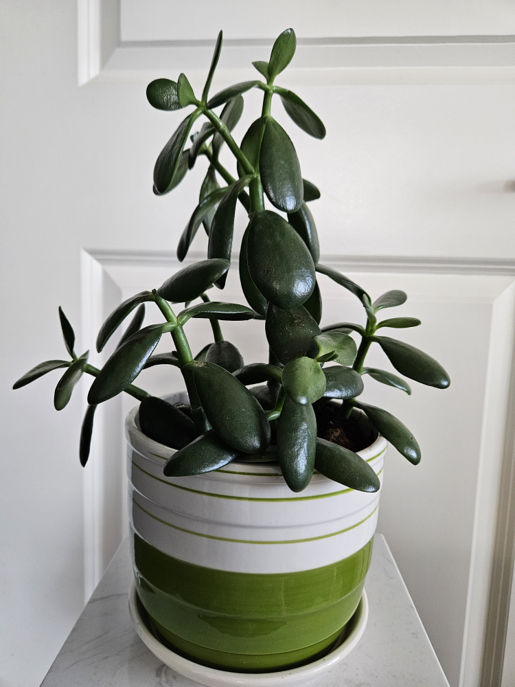 Jade Plant in Striped Pot