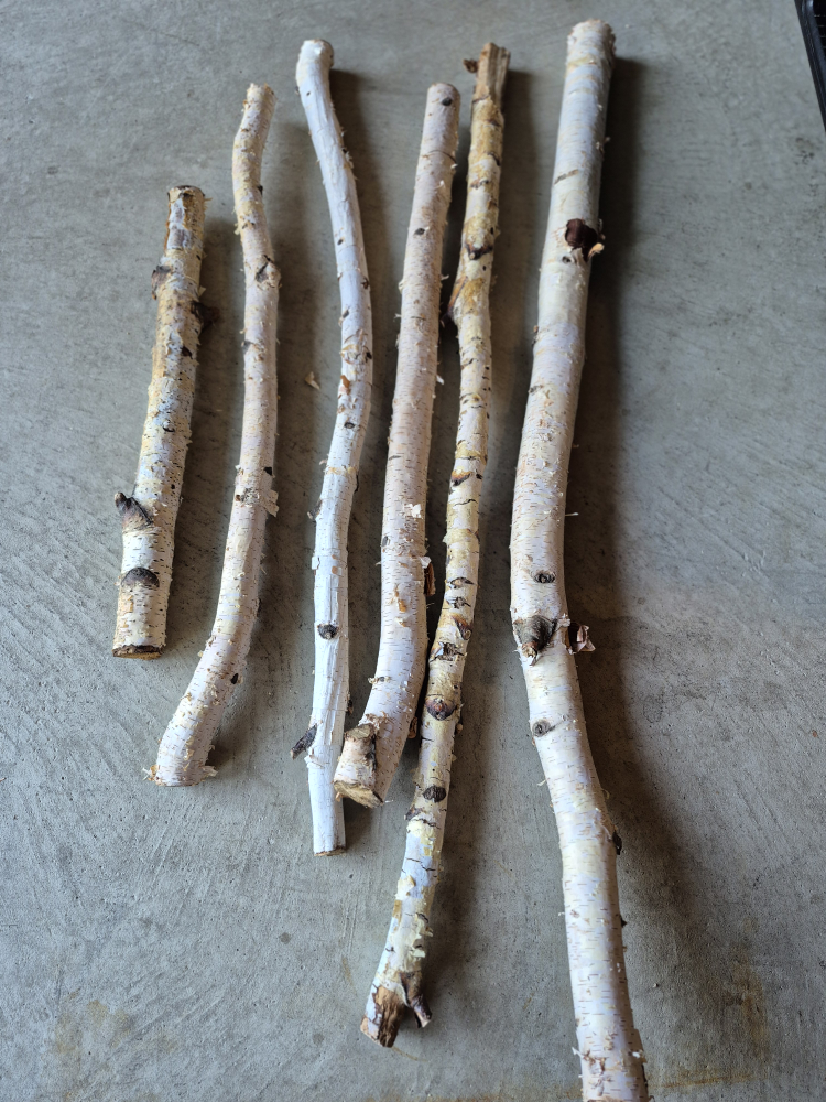 Beautiful White Birch Branches - natural