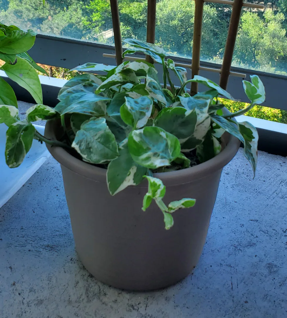 Pearl and Jade Pothos thumbnail