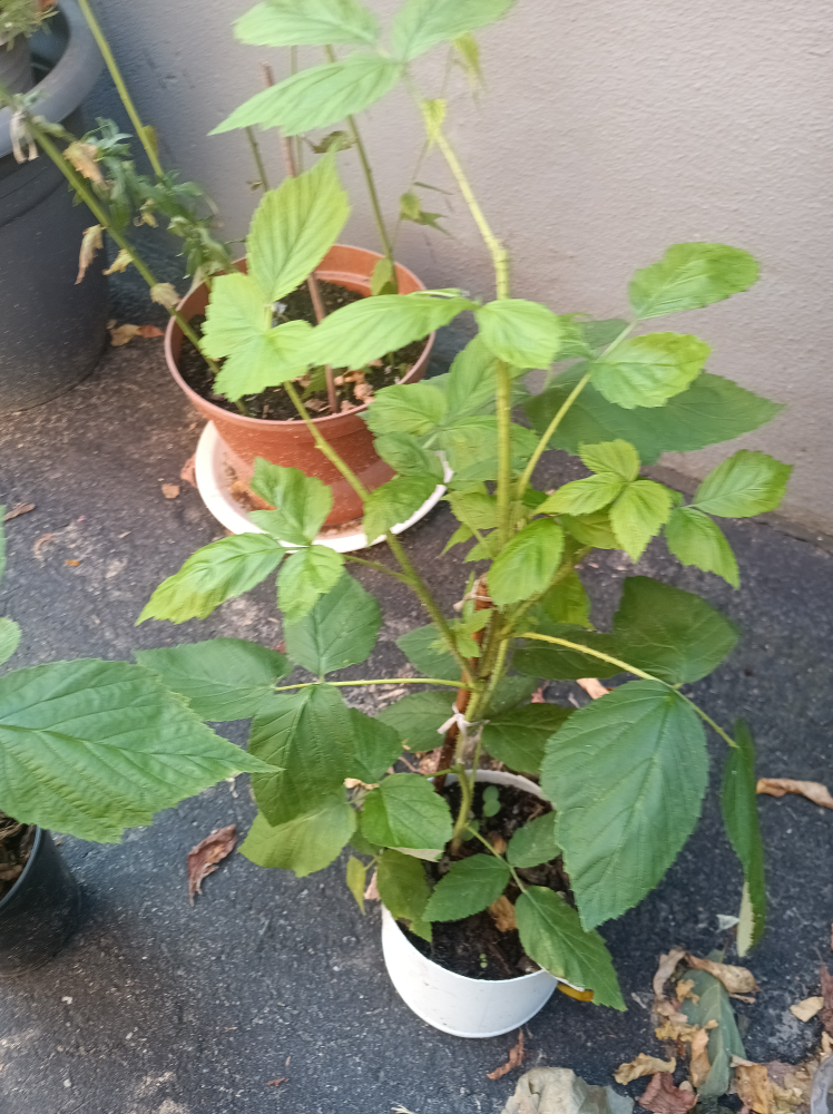 Raspberry Plant - photo 2