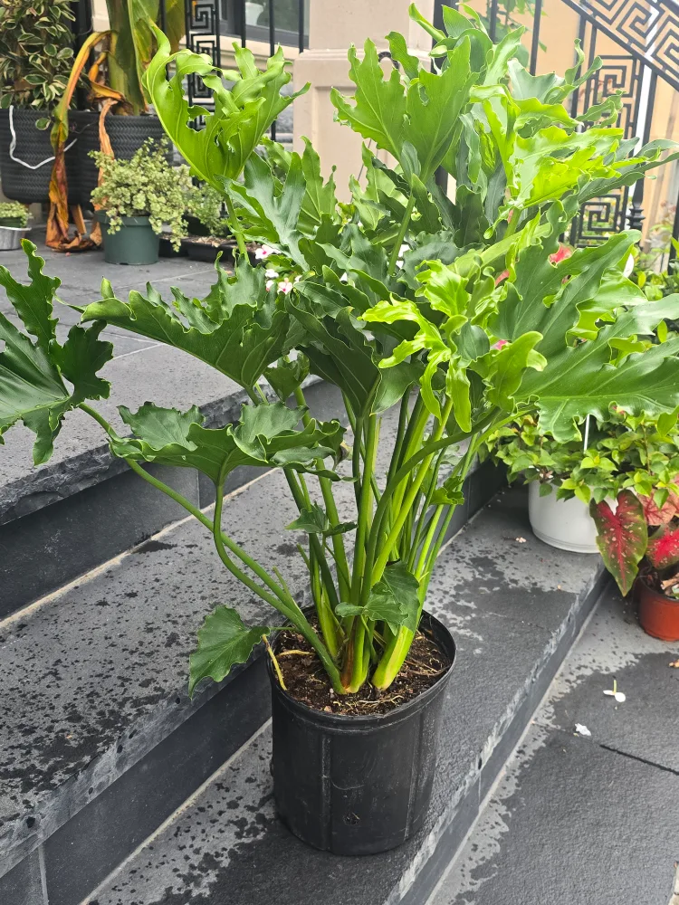 Philodendron Selloum Plant. 2 gallon pot. large image indicator(3)