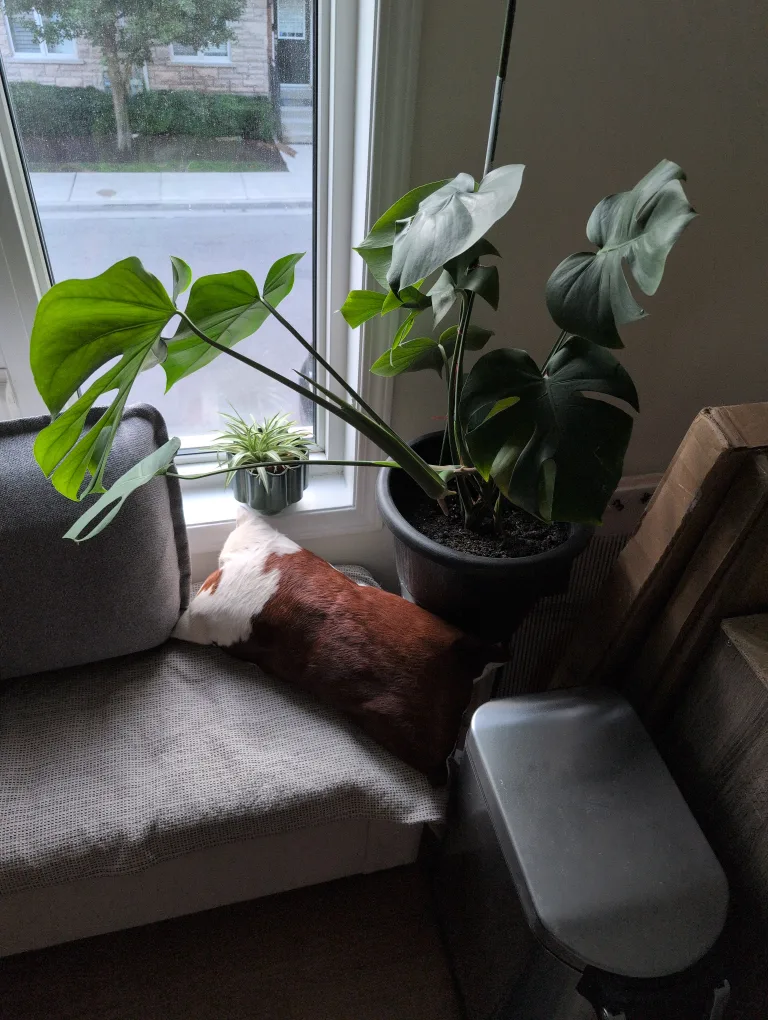 Monstera Plant thumbnail