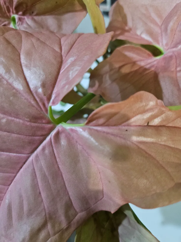 Syngonium Pink Perfection Plant image indicator(2)