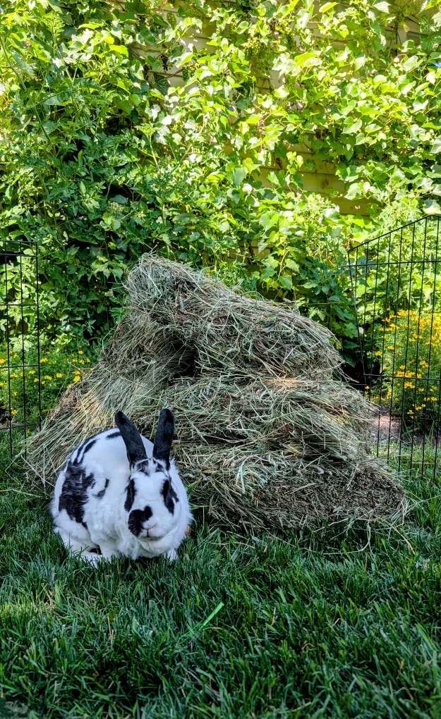 Timothy hay Approximately 2.5 kilograms image indicator(7)