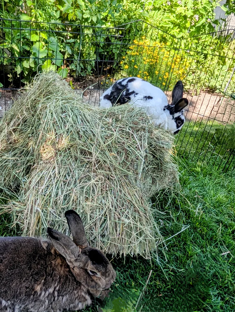 Timothy hay Approximately 2.5 kilograms image indicator(8)