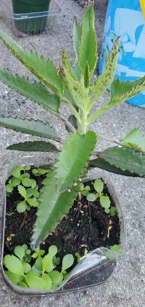 Potted Mother of Thousands Plant image indicator(3)