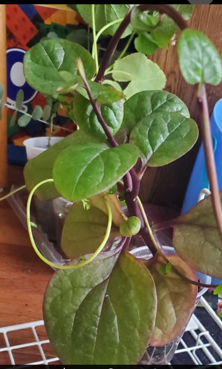 Malabar Spinach Plant - photo 3