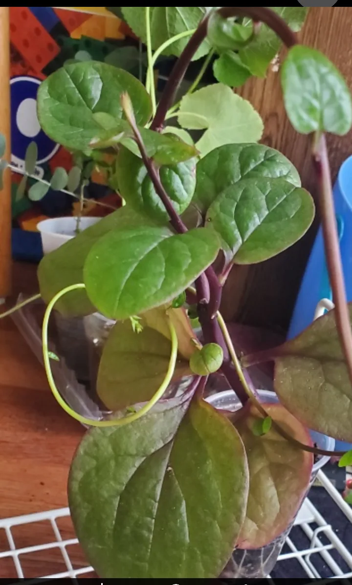 Malabar Spinach Plant image indicator(3)