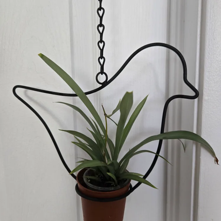 Bird Plant Hanger with Chain image indicator(3)