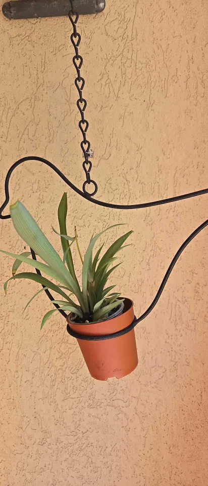 Bird Plant Hanger with Chain image indicator(4)
