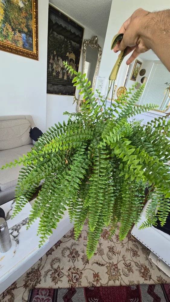 Boston Fern Plant image indicator(2)