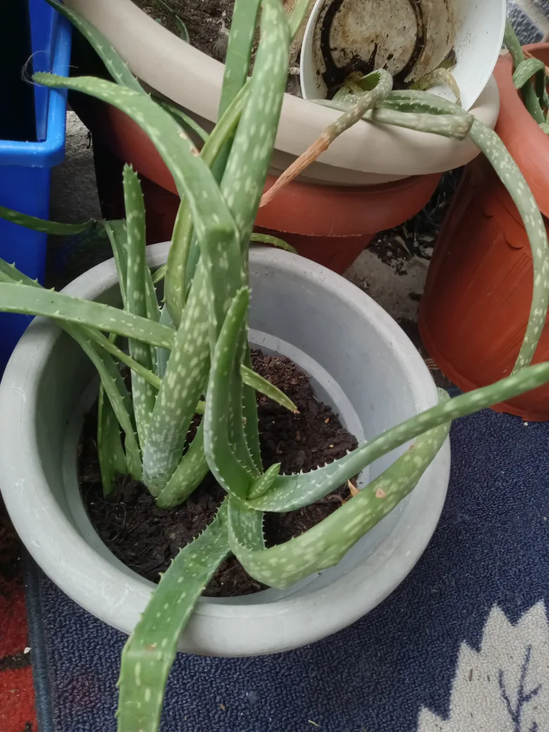 Aloe Vera Plant thumbnail
