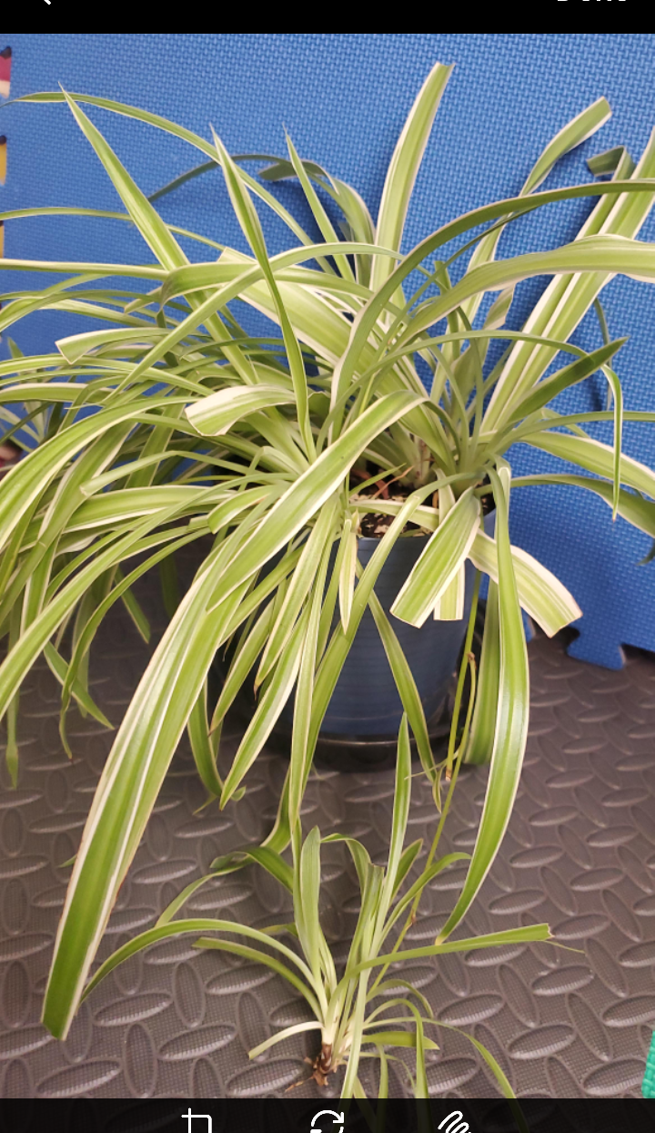 Spider Plant with Pup - photo 5