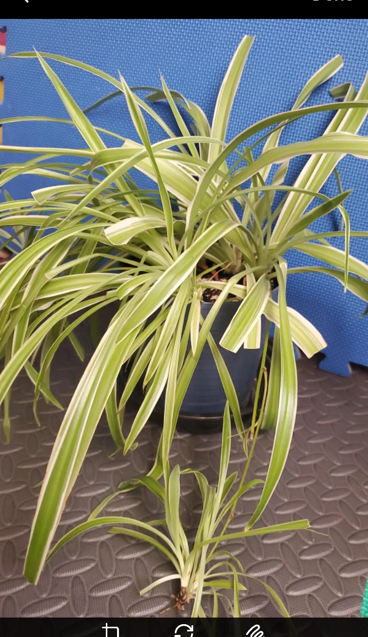 Spider Plant with Pup image indicator(5)