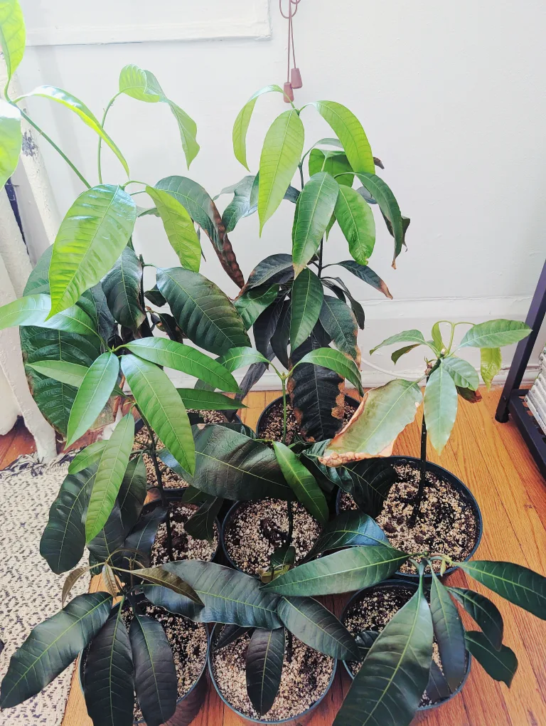 young mango trees thumbnail