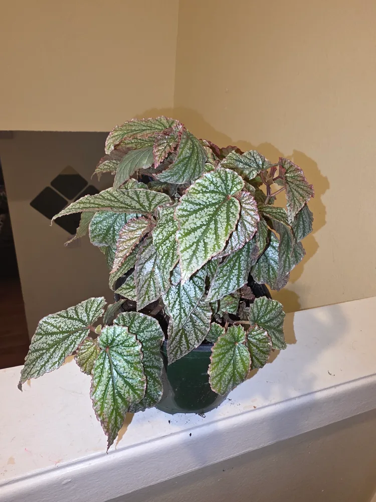 Begonia Plant, Snow capped begonia(frost begonia) thumbnail