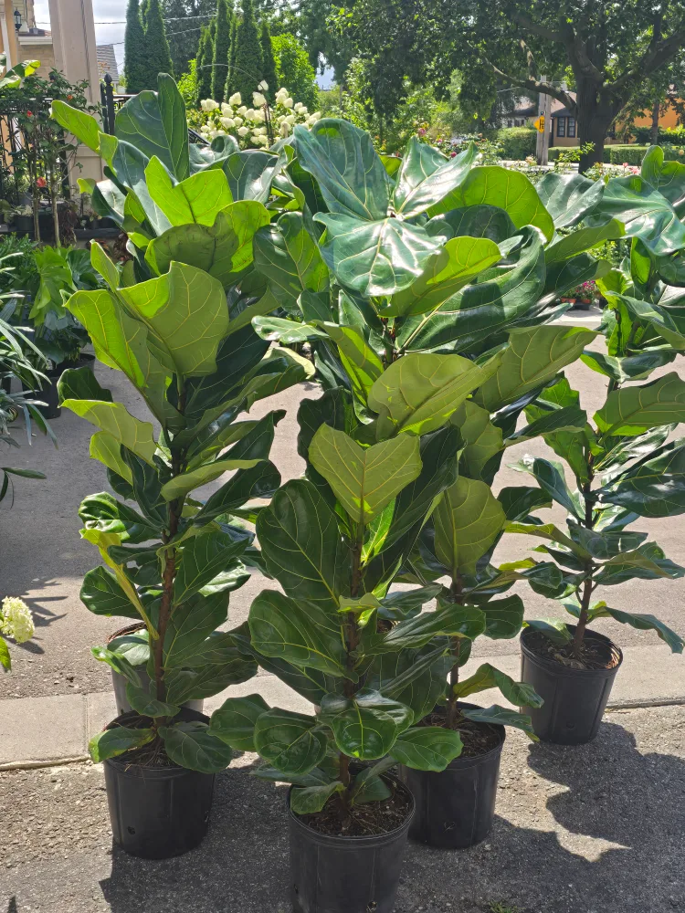 Fiddle Leaf Fig Plant image indicator(2)