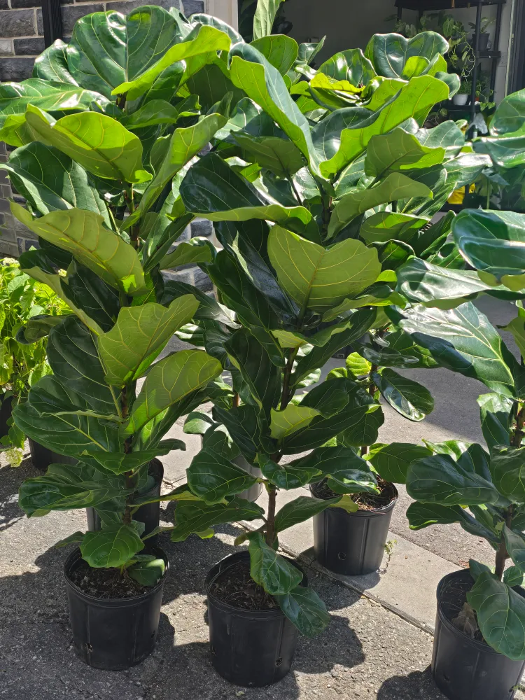 Fiddle Leaf Fig Plant image indicator(3)